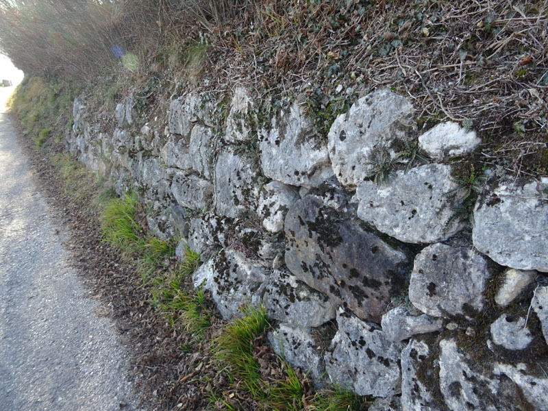 Asplenium ceterach (erba ruggine) - Aspleniaceae